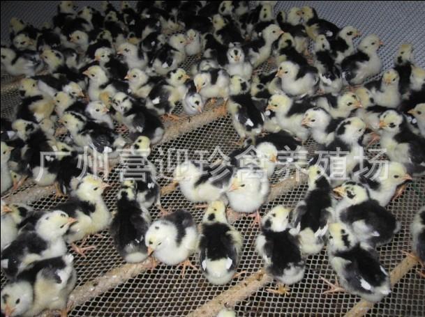 广东佛山哪里有鸡苗供应批发商批发