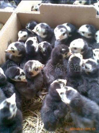 供应广东省内哪里可以购买到最优质、成活率最好的火鸡种苗汕头澄海火