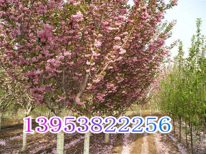 供应5-6-7-8-9-10-12-15公分樱花树报价8公分樱花图片