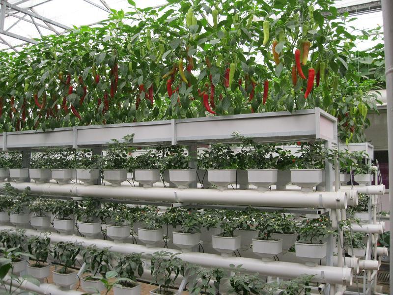 供应蔬菜种植机绿色阳台休闲空间无土栽培蔬菜设施设备图片