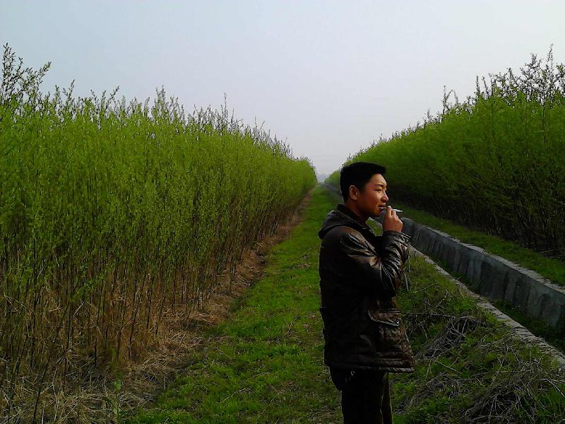 临沂市山东一年生苗竹柳种条3米竹柳批发厂家