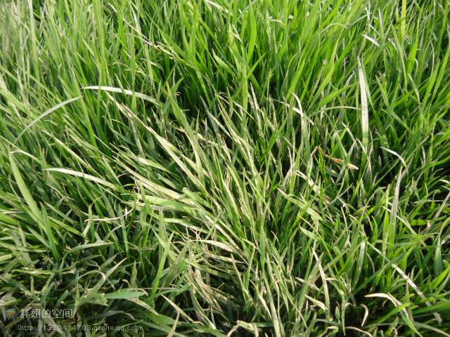 供应绿水晶草坪供应台湾青草坪
