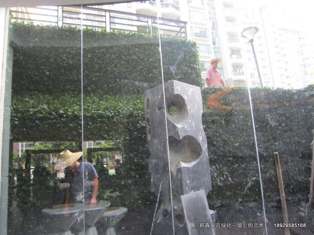 珠海首例植物墙在五洲花城