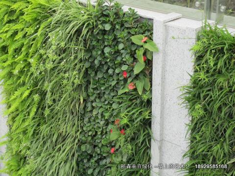 垂直绿化植物垂直绿化植物