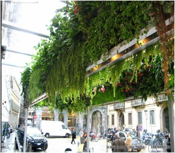 深圳垂直绿化墙，深圳垂直绿化墙设计，深圳垂直绿化墙价格