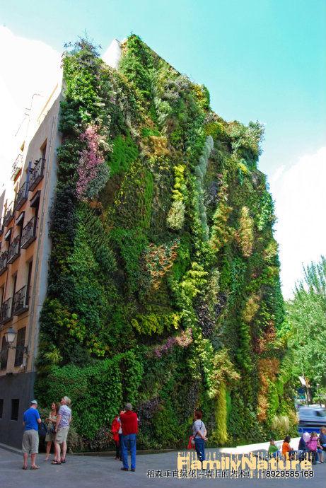 建筑立体绿化