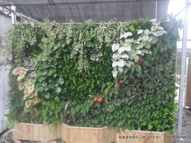 广州市垂直绿化价格厂家垂直绿化价格，广州垂直绿化价格，深圳垂直绿化价格