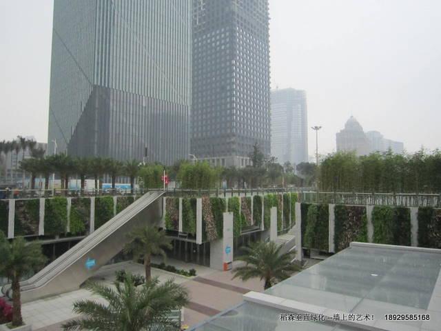 广州市屋顶绿化植物选择厂家