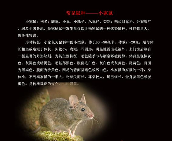 供应徐州关于老鼠的习性、徐州关于老鼠危害、徐州关于老鼠治理