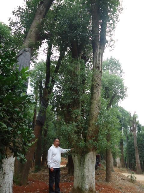 供应湖南香樟树丛生多头香樟树在贵州四川云南德州交易