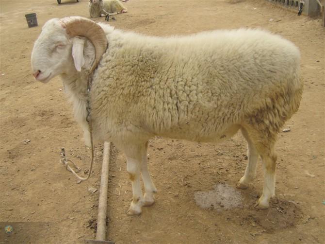 养殖杜泊绵羊的利润肉羊养殖场批发