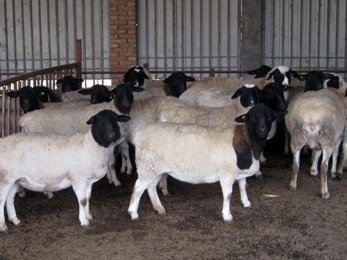 供应2013杜泊绵羊的养殖基地图片