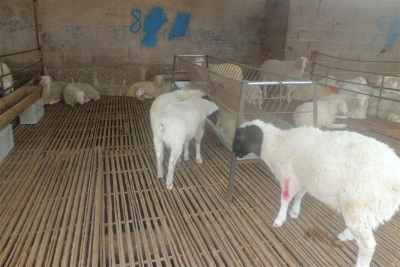 2013年 杜泊绵羊羊羔的价格分析，肉羊的技术管理