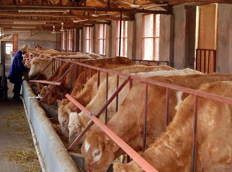 供应山东养殖鲁西黄牛的价格和效益分析