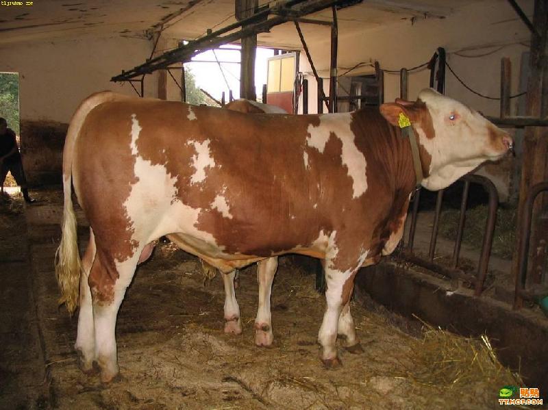 供应怎么养殖鲁西黄牛和肉牛的价格图片