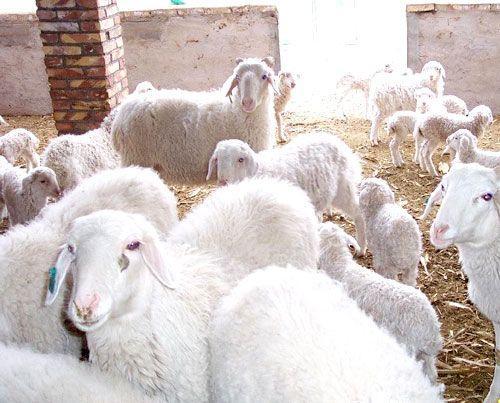 养殖小尾寒羊的价格和效益分析批发