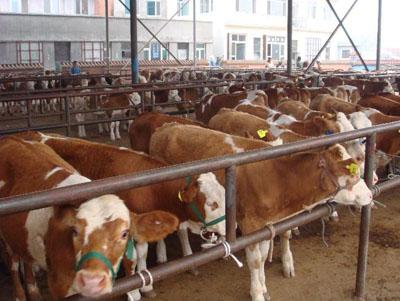 养殖利木赞牛牛犊管理方式，肉牛的价格图片