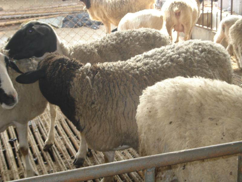 2013年全国规模最大的肉羊养殖场，肉羊的价格