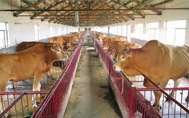 供应山东鲁西黄牛牛犊的价格和管理图片