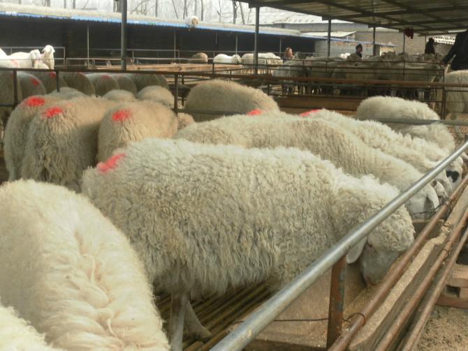 杜泊绵羊的养殖基地肉羊的价格