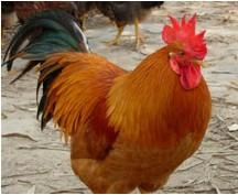 衡阳市鸡舍建造散养土鸡的鸡舍建造厂家供应鸡舍建造散养土鸡的鸡舍建造