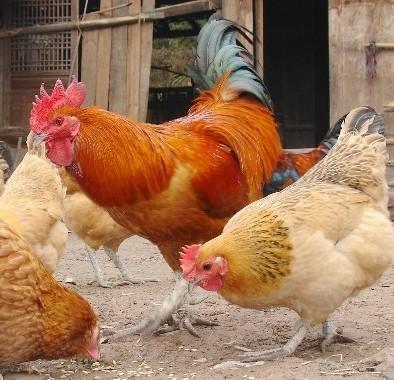 衡阳市鸡舍建造散养土鸡的鸡舍建造厂家