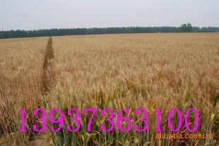 新农衡观35/矮抗58/周麦22小麦种子，批发价格出售