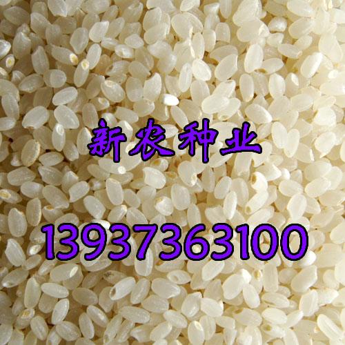 胚芽米 胚芽米价格 营养鲜米 新农种业