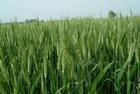 豫农035、矮抗58小麦种子，优质品种-新农种业公司