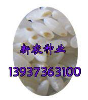胚芽米 胚芽米价格 营养鲜米 新农种业