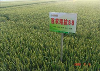 豫农035、矮抗58小麦种子，优质品种-新农种业公司