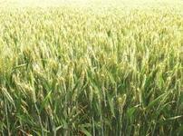 周麦22小麦种子群喜麦4号小麦种子，新农厂家直销