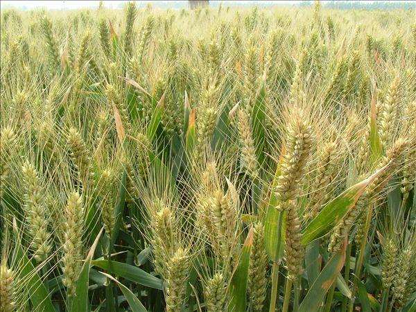 新农批发豫农035小麦种子，衡观35小麦种子，价格低