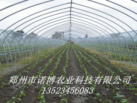 供应大棚建设工程郑州大棚蔬菜种植技术