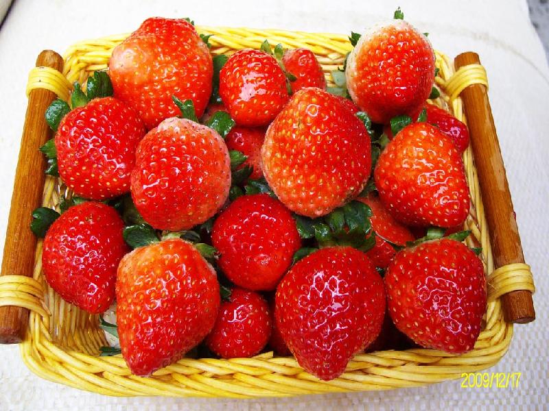 供应徐州草莓草莓价格草莓之乡 哪里草莓最多价格便宜