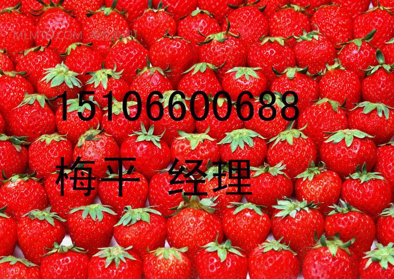 供应代收代办草莓徐州草莓邳州草莓