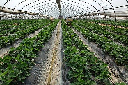 供应全国草莓第一园  哪里草莓生产最多