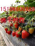 供应草莓最多的地方邳州港上万亩草莓园