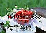供应江苏草莓加工果商品果  哪里可以收购草莓