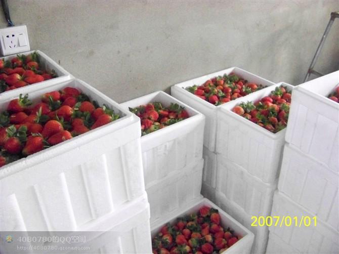 供应加工果收购代理邳州万亩草莓批发