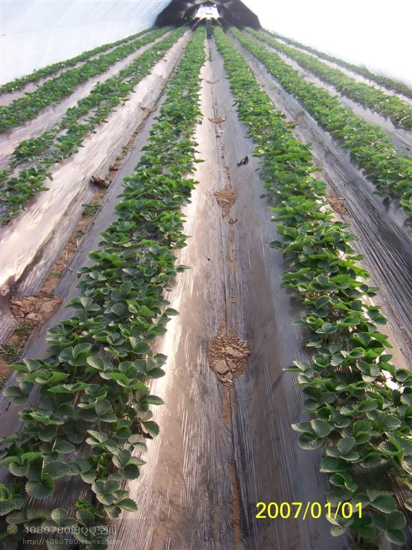 供应草莓最多的地方邳州港上万亩草莓园