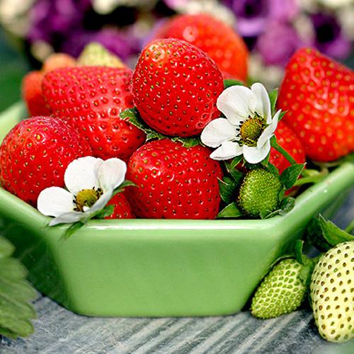 供应草莓的营养价值   草莓有啥营养