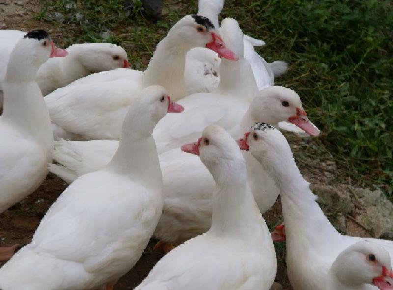 供应最优秀的鸭种白鸭苗全国包邮