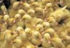 供应江南一号蛋鸭苗产蛋率90以上鸭种图片