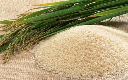 供应五常稻花香大米种植基地图片