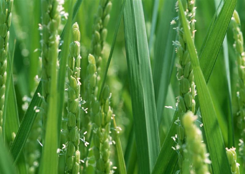 供应哪里的有五常稻花香大米