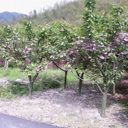 供应山东樱花苗