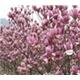 供应紫玉兰价格，南京红玉兰树，红玉兰图片