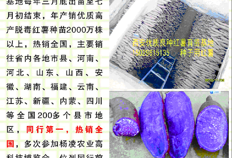 供应中国西安临潼秦薯储备基地