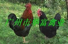 广州市土鸡苗养殖场价格厂家